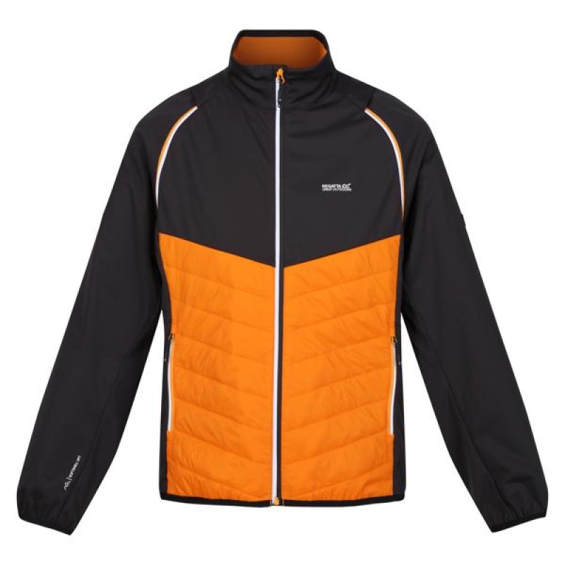 Softshell Regatta Steren Hybrid